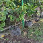 Penanaman Pohon Sirsak Madu Sebagai Aksi Nyata Peduli Perubahan Iklim